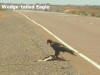 Stuart HWY - Wedge-tailed Eagle